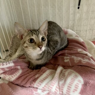 猫が大好きな美猫ちゃん