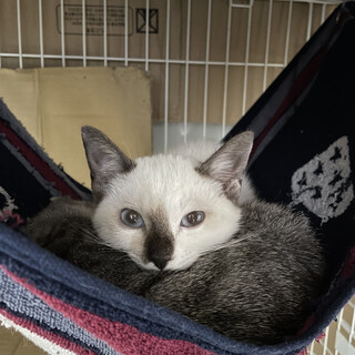 激かわコアラさん