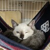 激かわコアラさん サムネイル2
