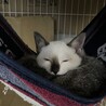 激かわコアラさん サムネイル3