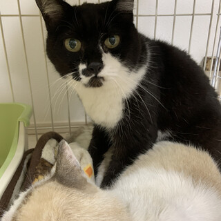 80歳おじいさんからレスキュー