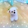 シュレピカ