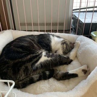 アメショ柄ぽいキジ猫さん