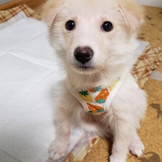 可愛い姉妹の「チップとデール」のチップ