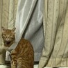 とまぽて