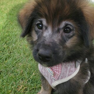 可愛い姉妹「チップとデール」のデール