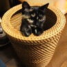 ココアと申します。よろしくお願いしますニャ〜(^^)/