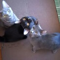 虐待地域から救った子猫3匹の里親さんを募集します