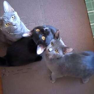 虐待地域から救った子猫3匹の里親さんを募集します