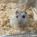 可愛いパールホワイトのハムちゃん