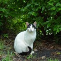 親猫、子猫 計十数匹の里親を探しています
