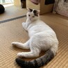 多頭飼育3番目に人懐こい猫です！ サムネイル2