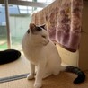 多頭飼育3番目に人懐こい猫です！ サムネイル3