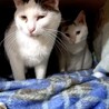 多頭飼育3番目に人懐こい猫です！ サムネイル4