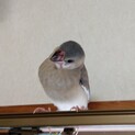 文鳥（ゴマ塩と桜）の里親募集