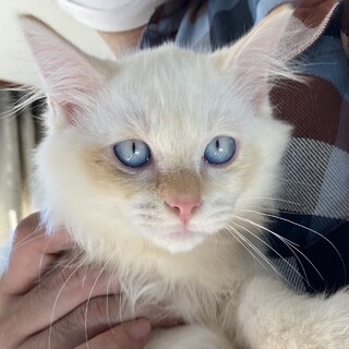 【しゅうまい】おかげさまで里親様が決まりました。
