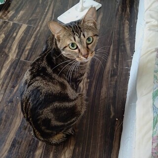 アメショ柄(マーブル模様)☆ナナちゃん