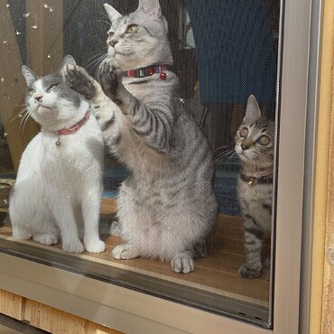 ススキにじゃれるニャンズたち♡