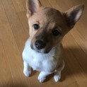トライアル決定おっとりさん　ひじりちゃん