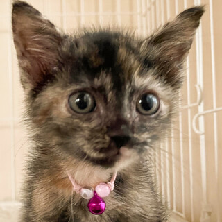 募集停止❤️可愛いサビ女子びび