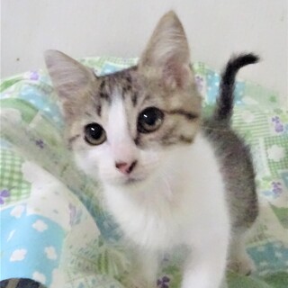 小さめ女子、キジ白の、ねねこちゃん