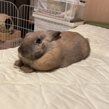 お布団大好き