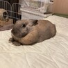お布団大好き