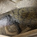 アオジタ