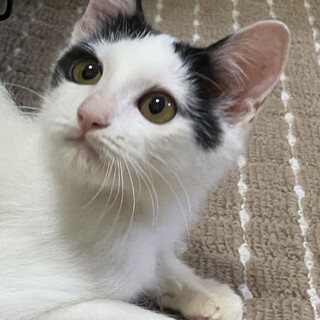 好奇心旺盛でとってもかわいいしろくろくんです❣️