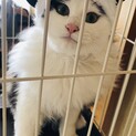 雑種の長毛猫の男の子