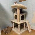 親子5匹の募集です。