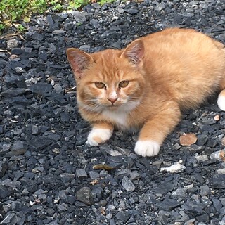 推定6か月女の子♀