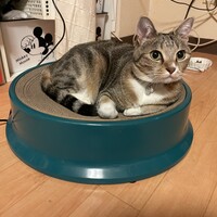 たび