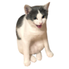 しのも