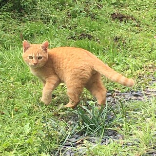 推定6か月 全身茶色の男の子♂