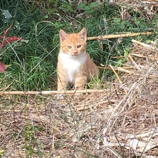 推定6か月 茶トラ