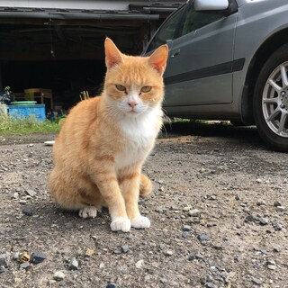 推定2歳 女の子♀