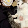 多頭飼育3番目に人懐こい猫です！ サムネイル6