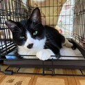 多頭飼いファミリーより、一番人懐こい猫です
