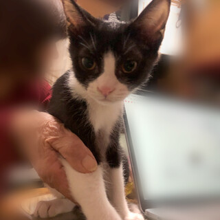 【生後3ヶ月】大人しいハチワレの男の子