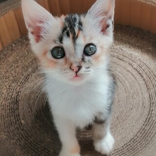 個性的な模様が魅力的❤ミケちゃん