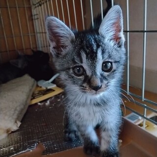 あと少しで２か月ちっちゃなサファイヤちゃん