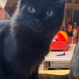 里親決定しました