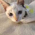 お目々がブルーで、シャム系の綺麗な子♡