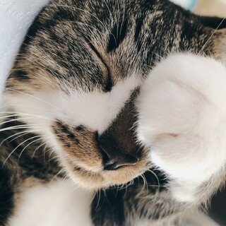 美形なメスネコ！がんもちゃん