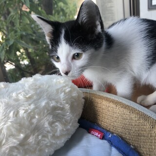 ゴロゴロ甘えん坊の美猫さん。