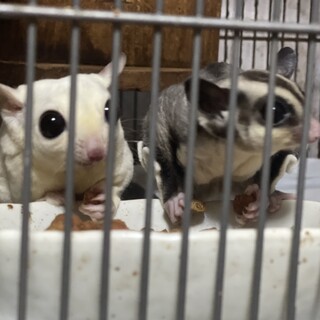 モモンガ家族　リューシなど　4匹+1匹(ケージ別)