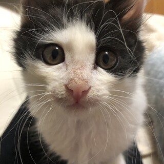 募集停止❤️モフモフハチワレ系男子ポメラ