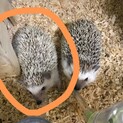 ハリネズミ1匹の募集