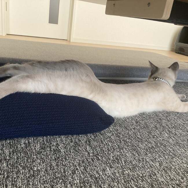 さぼてん夫婦のカバー写真